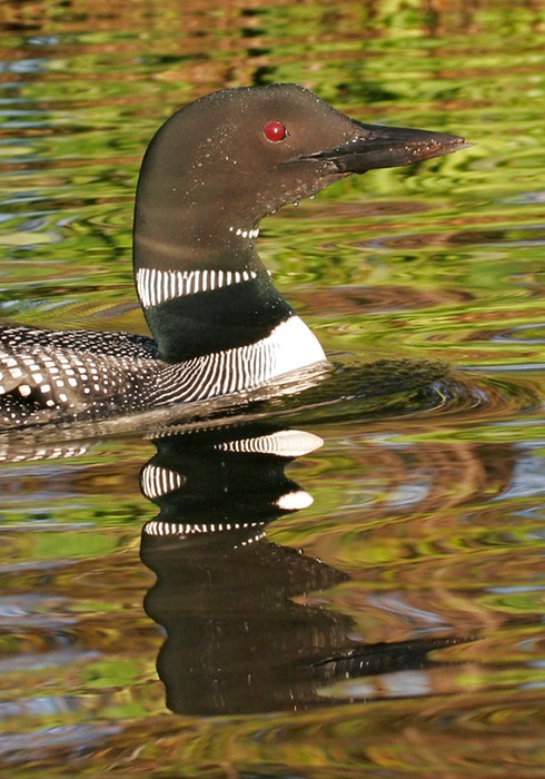Loon 003